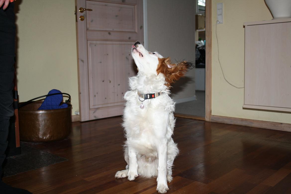 Kooikerhondje Kovo billede 20