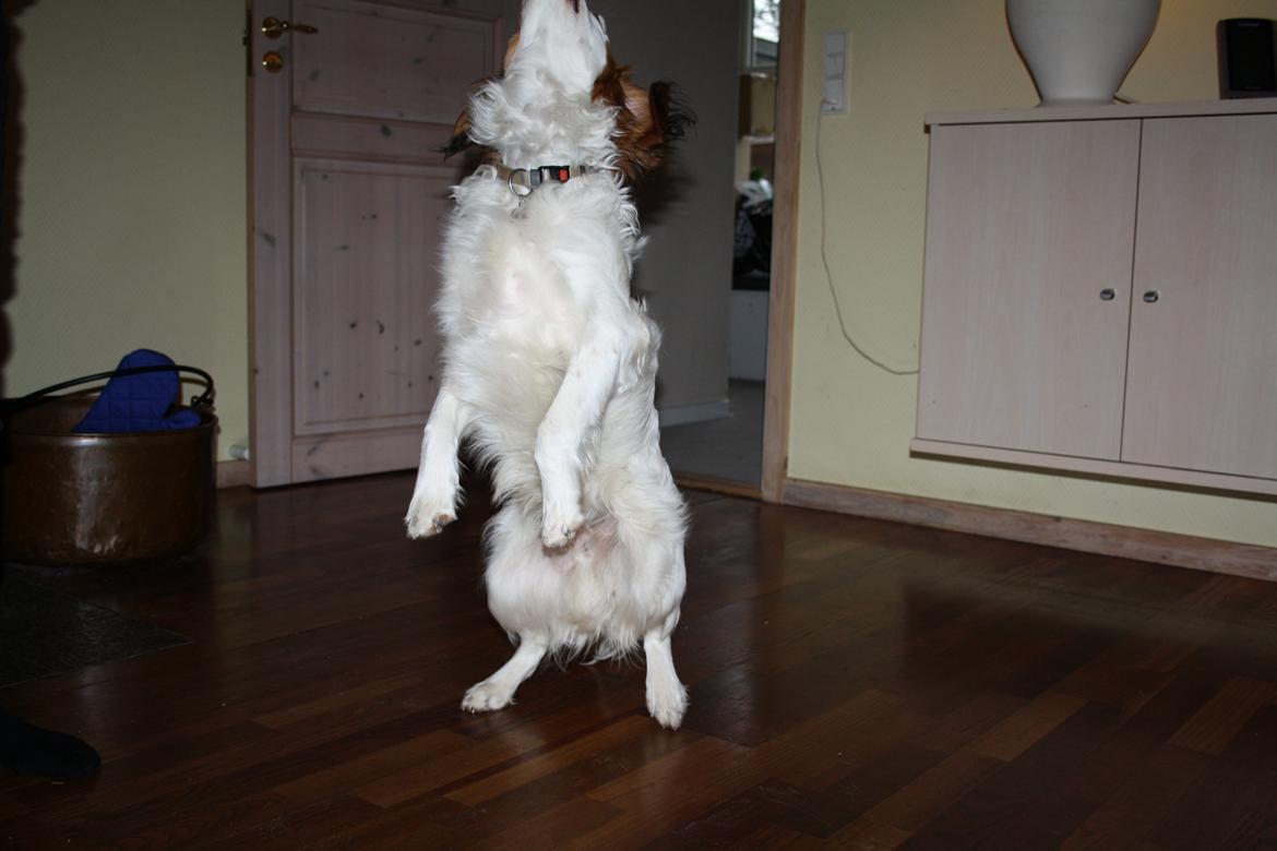 Kooikerhondje Kovo billede 21