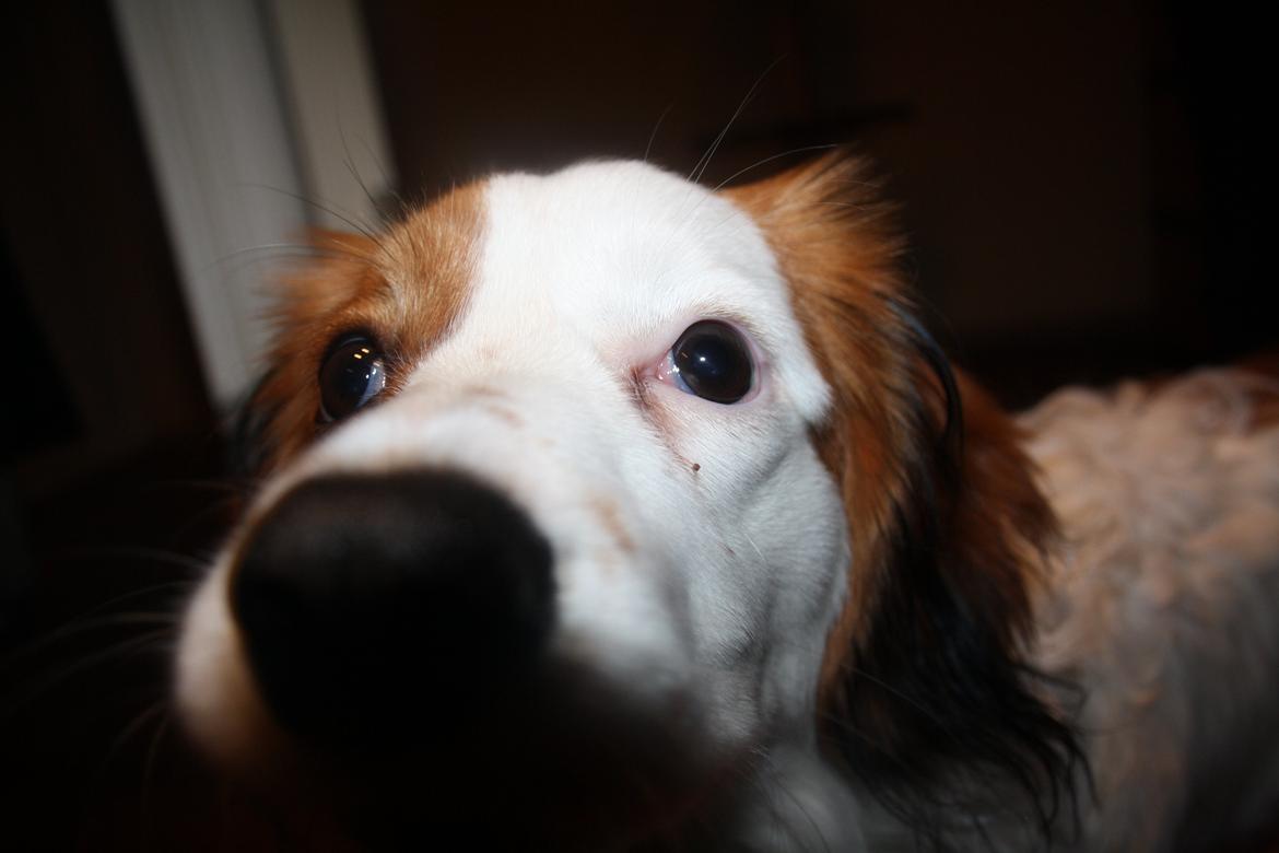 Kooikerhondje Kovo billede 22