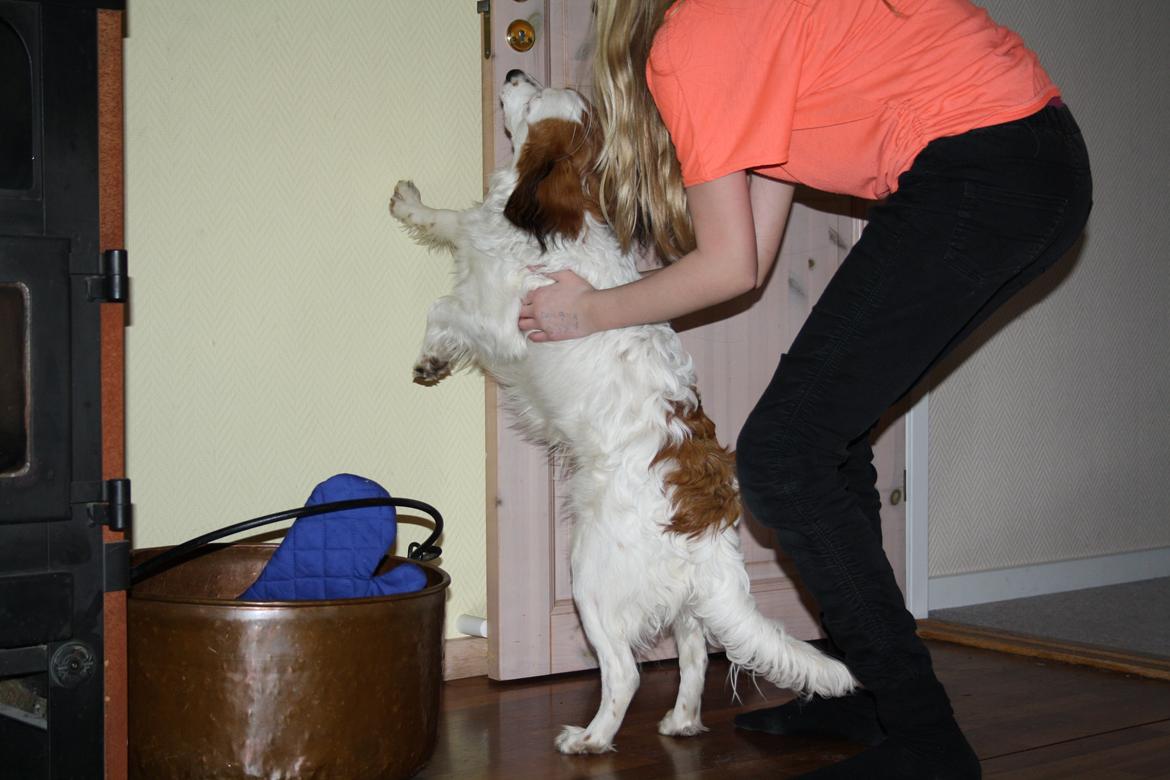 Kooikerhondje Kovo billede 23