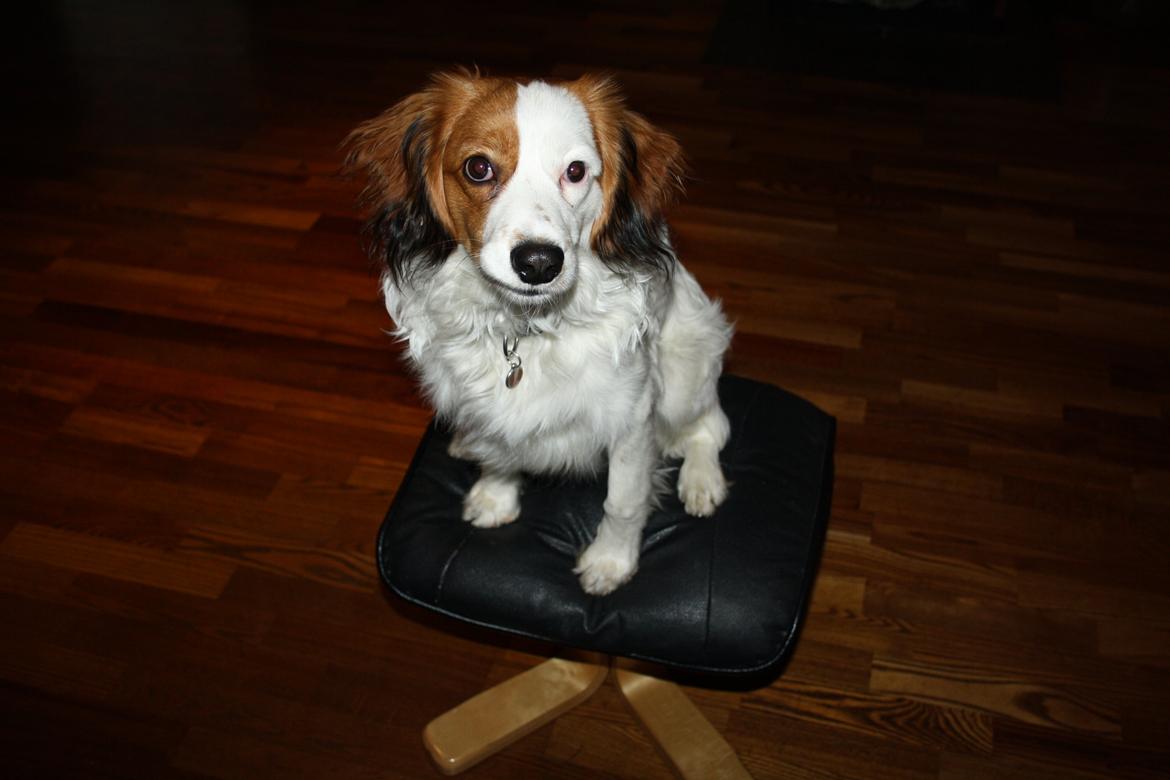 Kooikerhondje Kovo billede 24