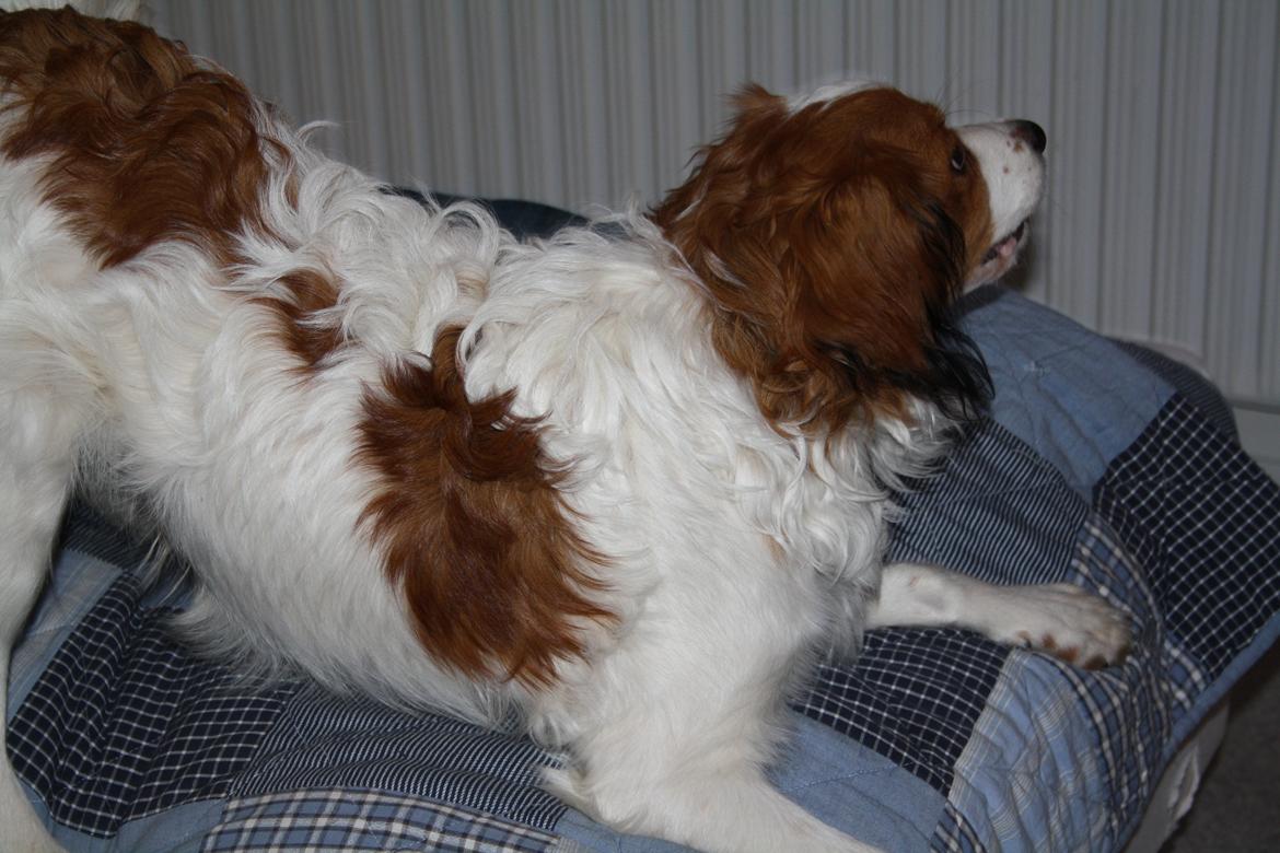 Kooikerhondje Kovo billede 25