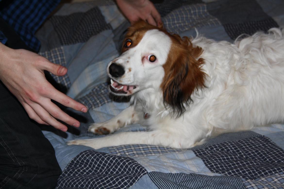 Kooikerhondje Kovo billede 26