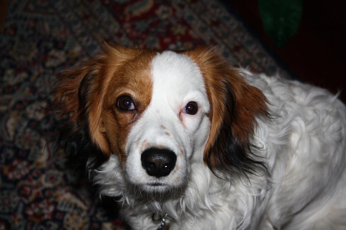 Kooikerhondje Kovo billede 27