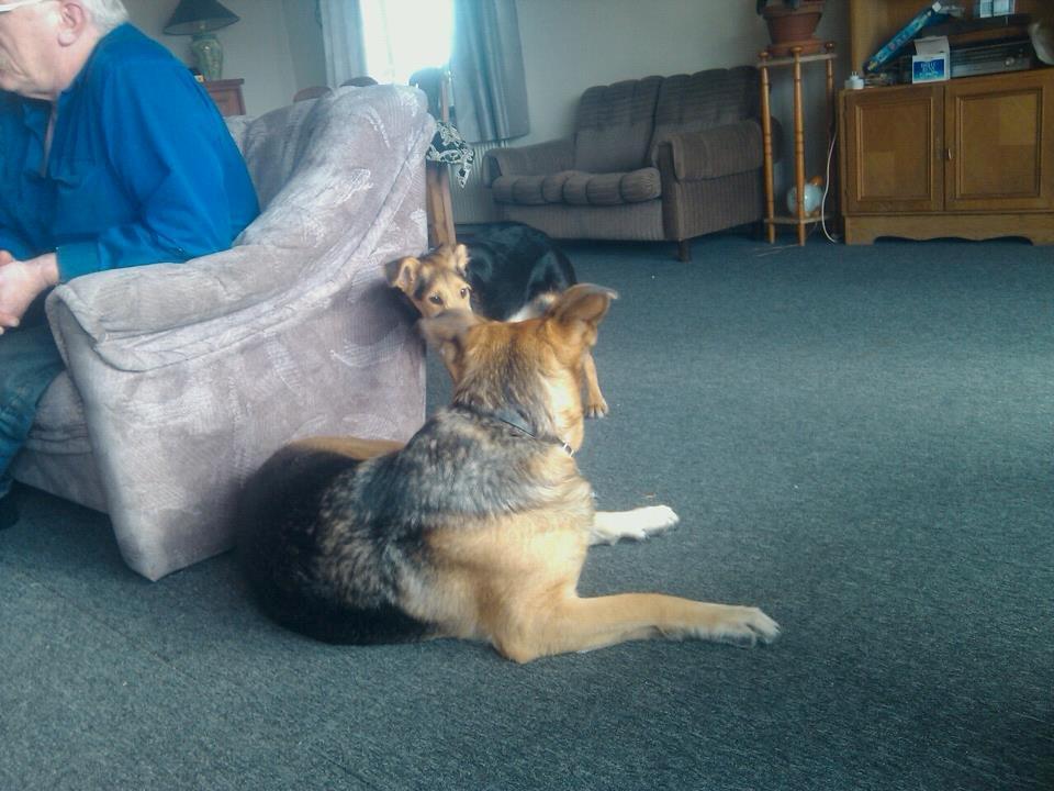 Blanding af racer pjevs (baby) billede 3