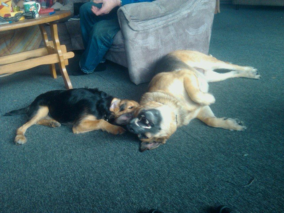 Blanding af racer pjevs (baby) billede 4