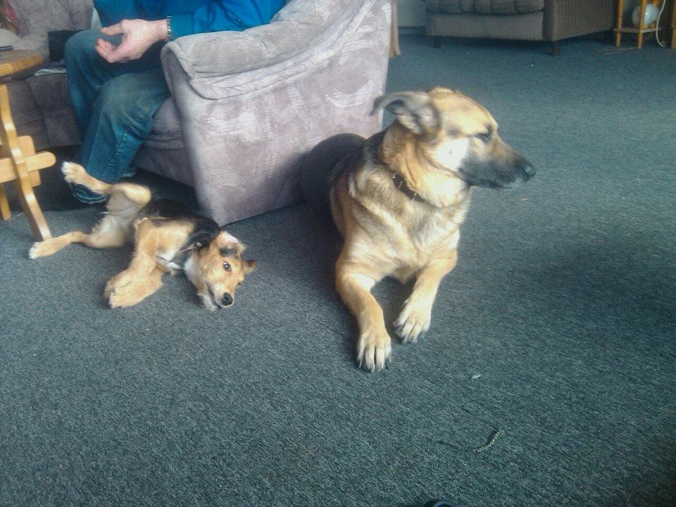 Blanding af racer pjevs (baby) billede 5