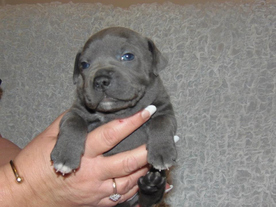 Staffordshire bull terrier Blue Bermuda Beauty Aka Diva billede 4