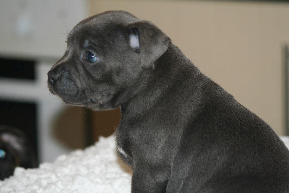 Staffordshire bull terrier Blue Bermuda Beauty Aka Diva billede 5