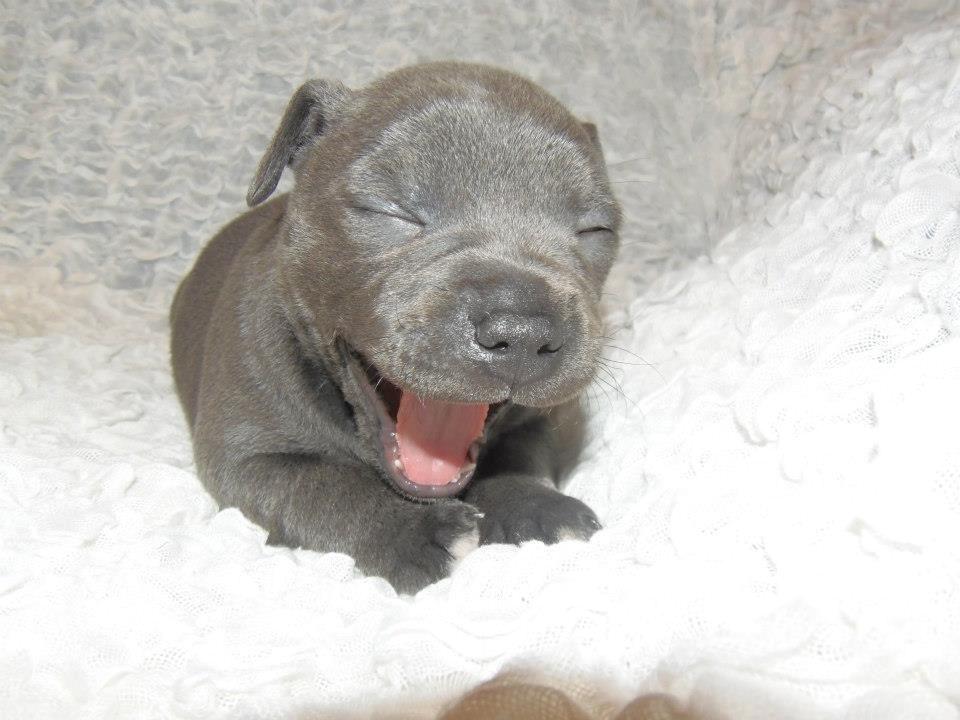 Staffordshire bull terrier Blue Bermuda Beauty Aka Diva - lille bitte baby vaps ;-) billede 3