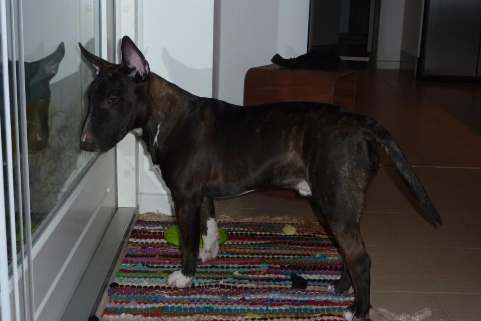 Bullterrier miniature BullieQueen's Addision billede 2