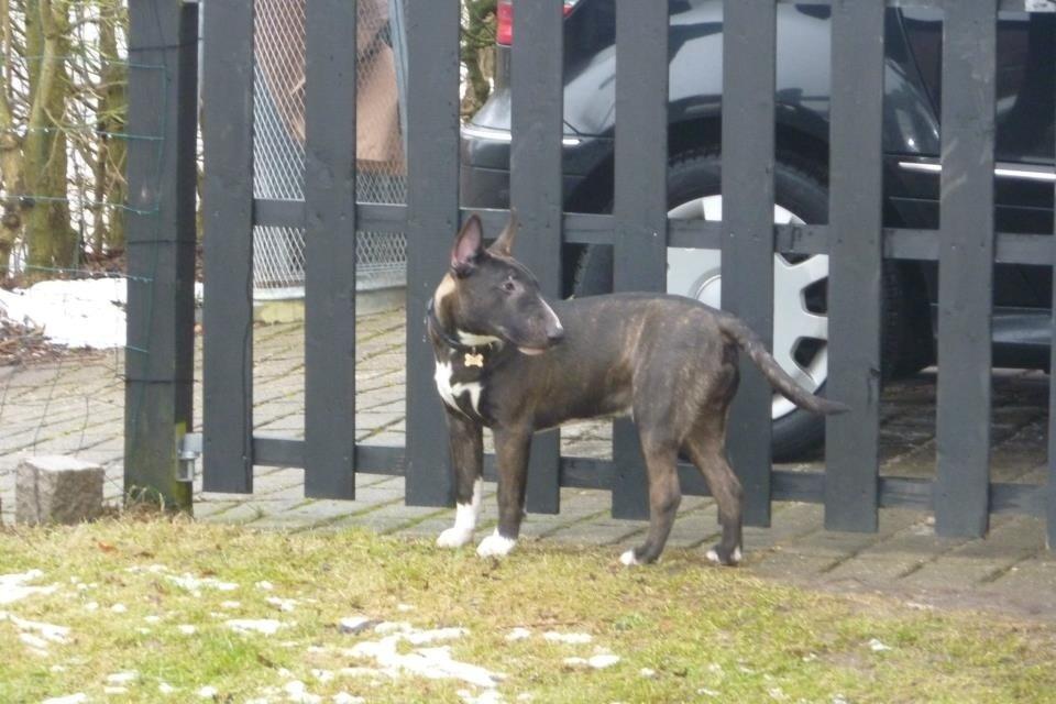 Bullterrier miniature BullieQueen's Addision billede 18