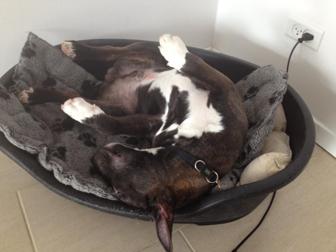 Bullterrier miniature BullieQueen's Addision billede 19