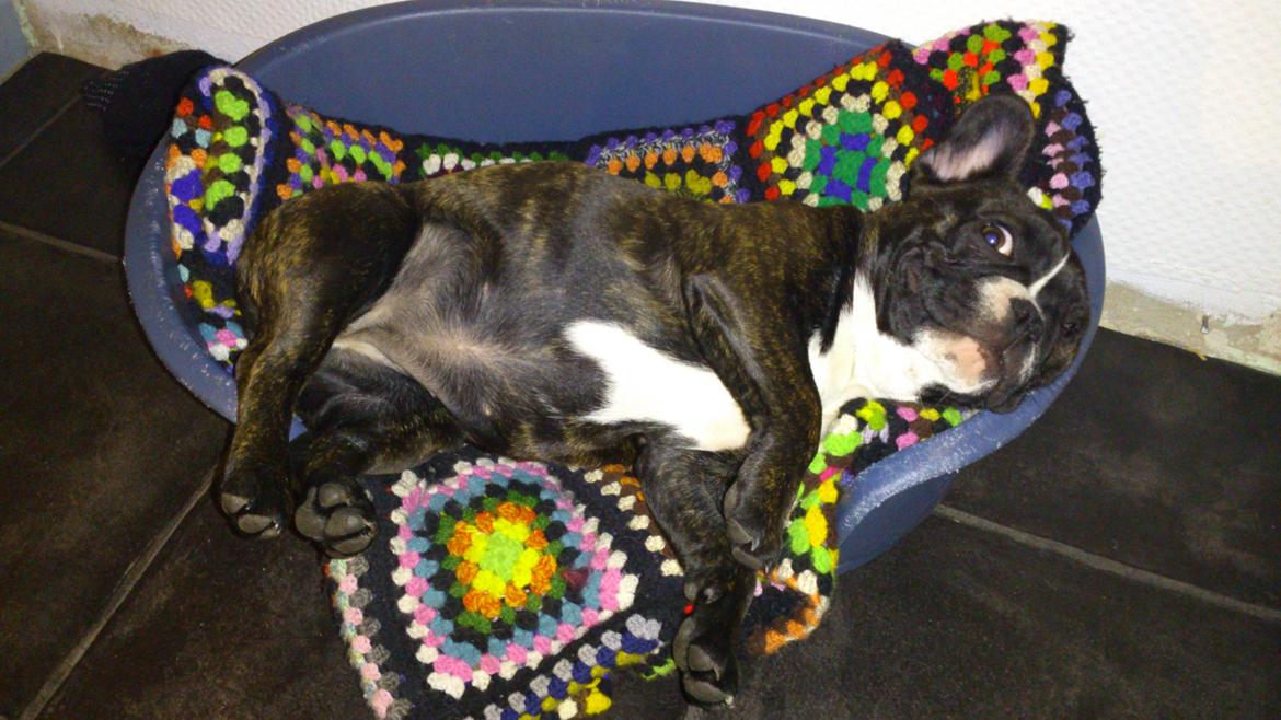 Fransk bulldog Bea billede 7