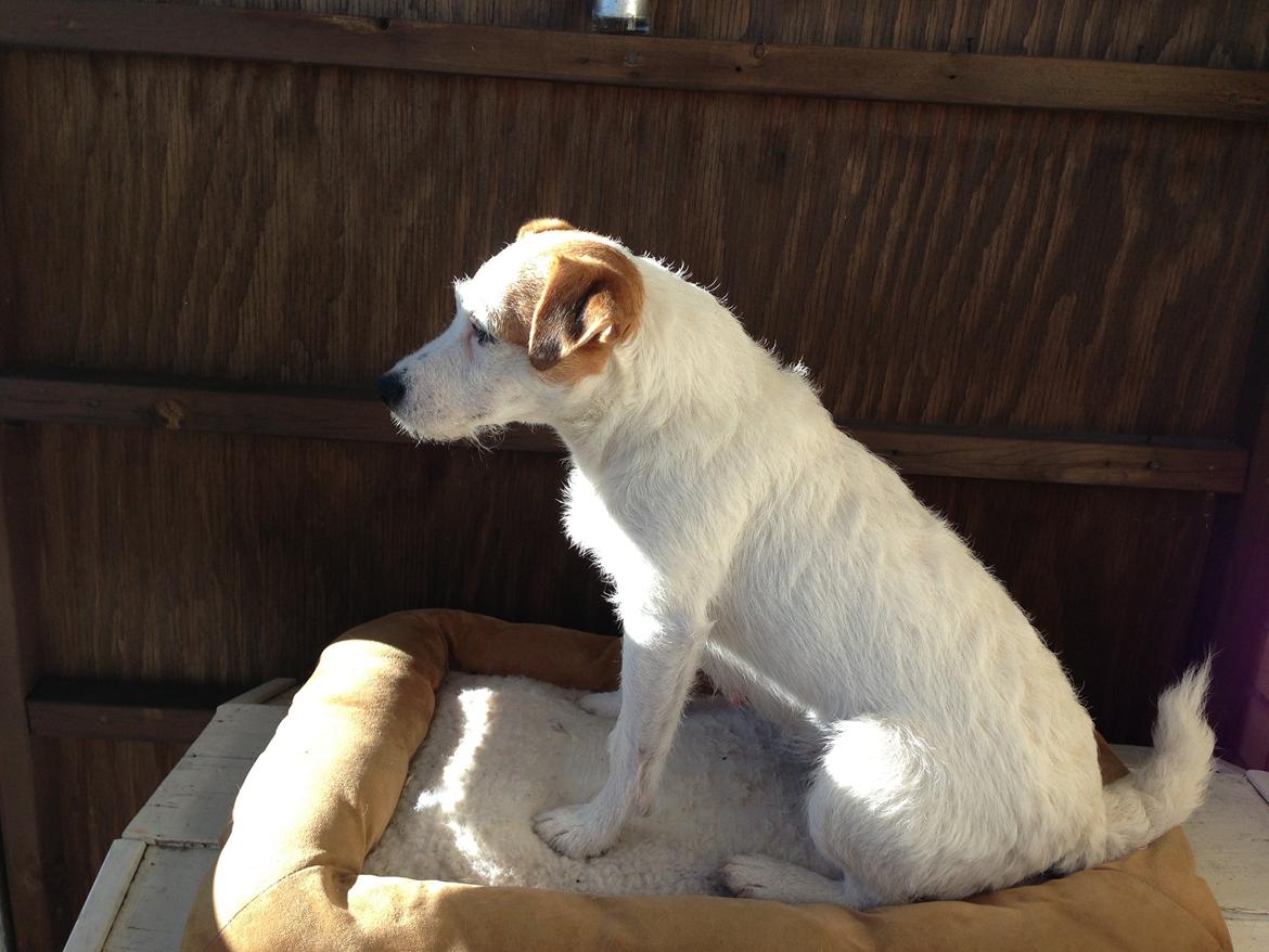 Jack russell terrier Karlsbjerggårdens Tess billede 6