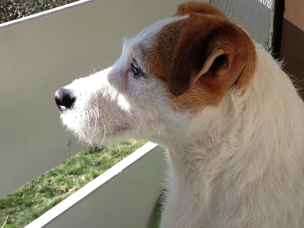 Jack russell terrier Karlsbjerggårdens Tess billede 7