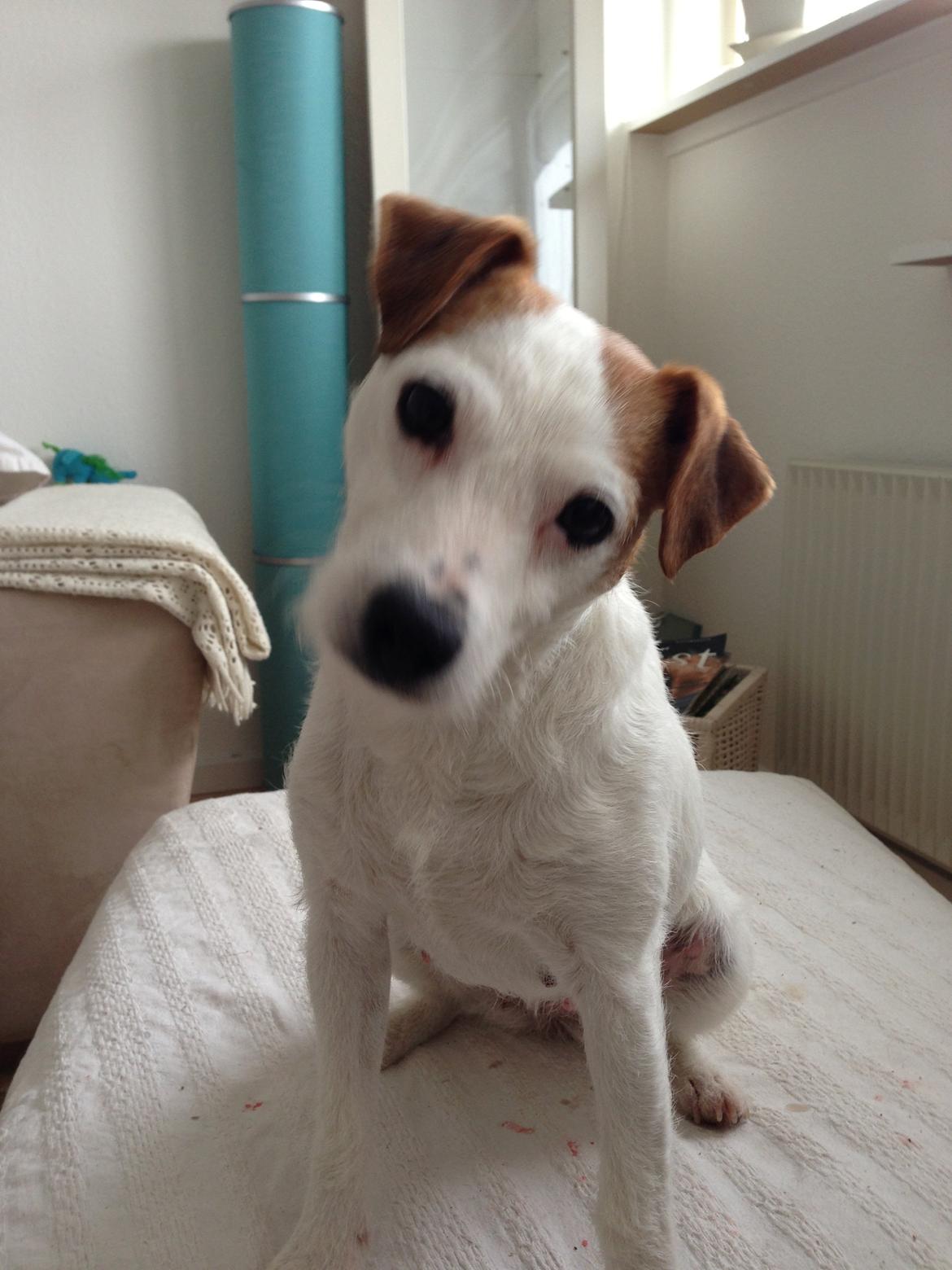 Jack russell terrier Karlsbjerggårdens Tess billede 8