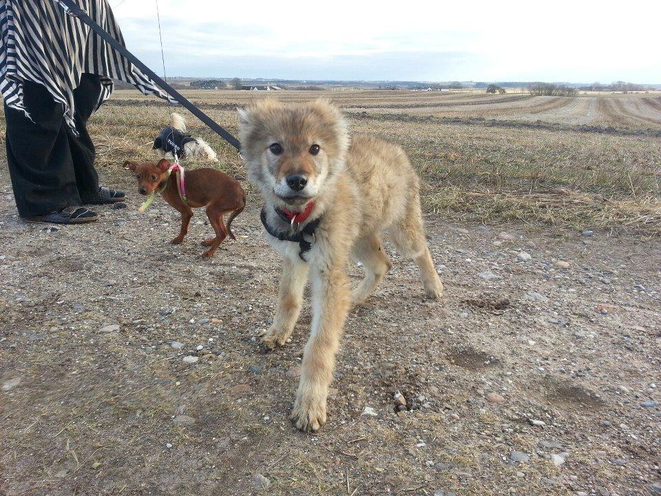 Tjekkoslovakisk ulvehund Aeika - 4 mdr billede 7