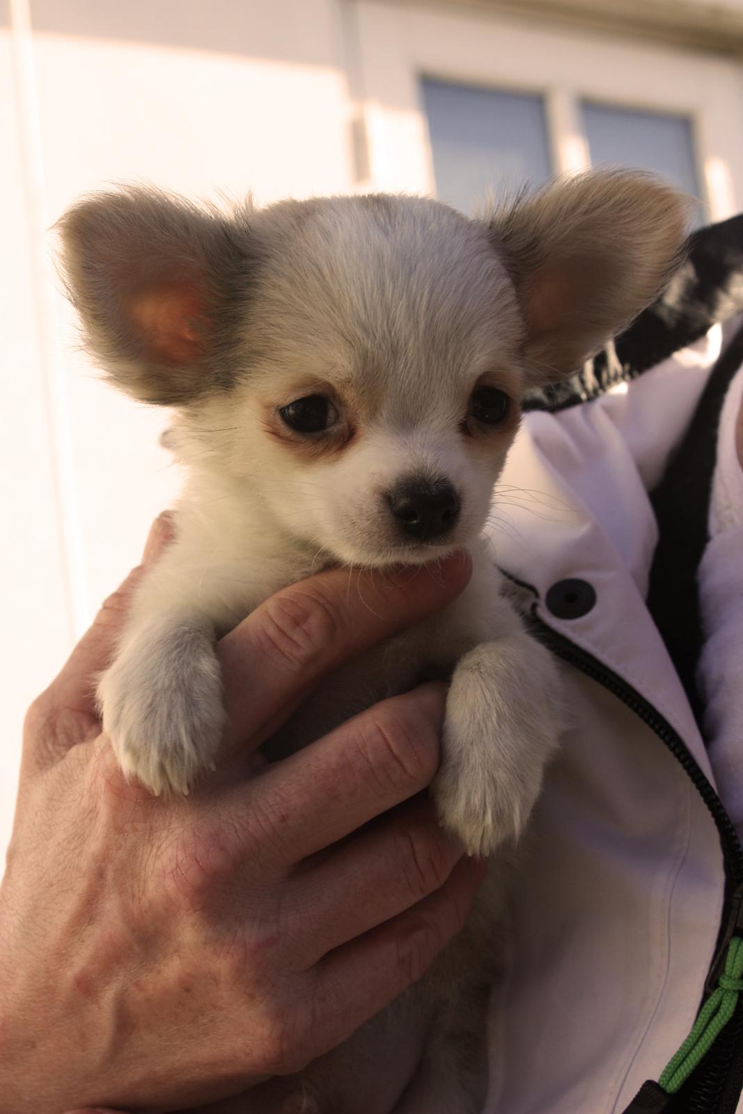 Chihuahua Zippo billede 15