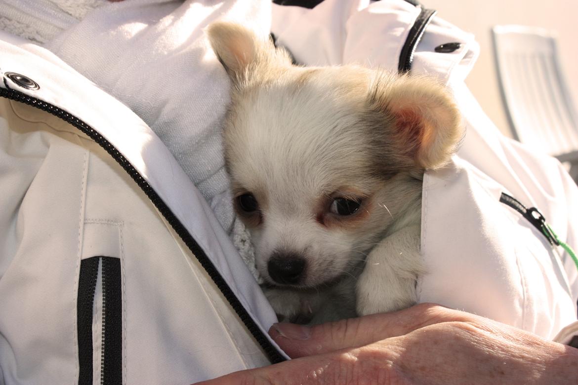 Chihuahua Zippo billede 16