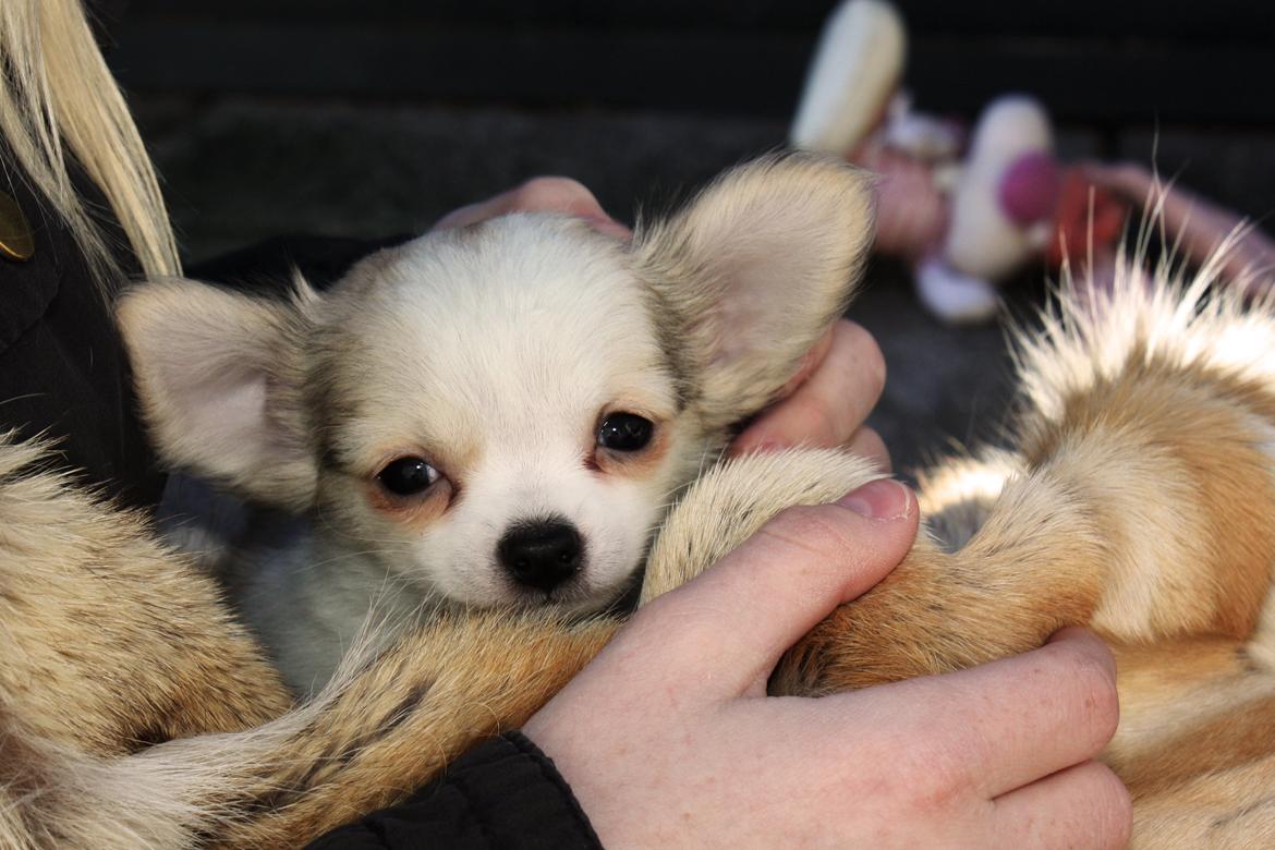 Chihuahua Zippo billede 17