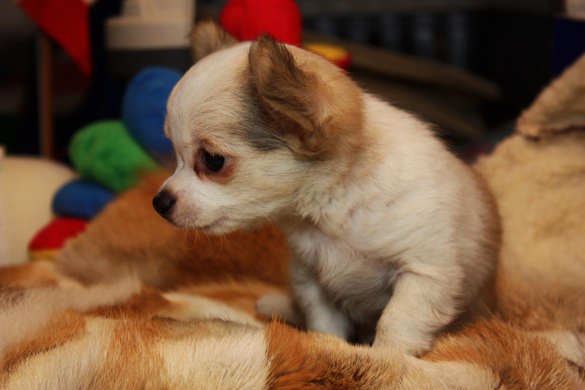 Chihuahua Zippo billede 11