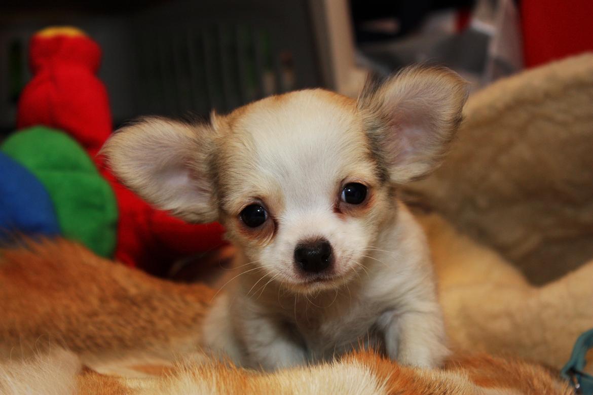 Chihuahua Zippo billede 9