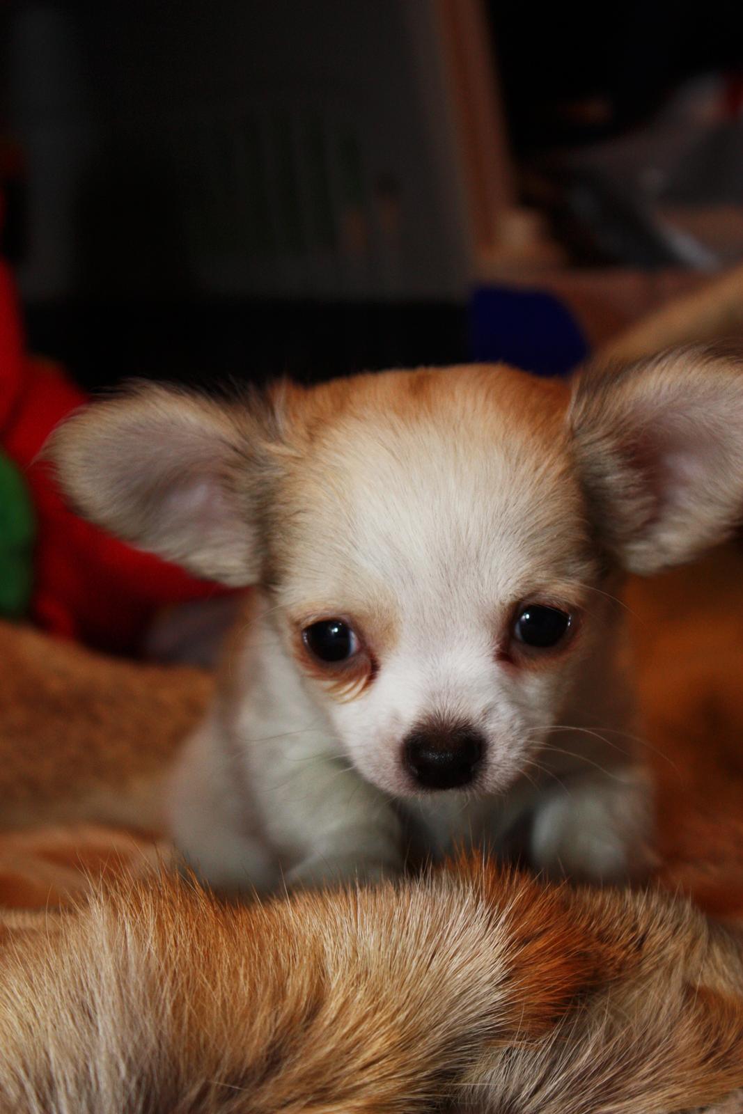 Chihuahua Zippo billede 10