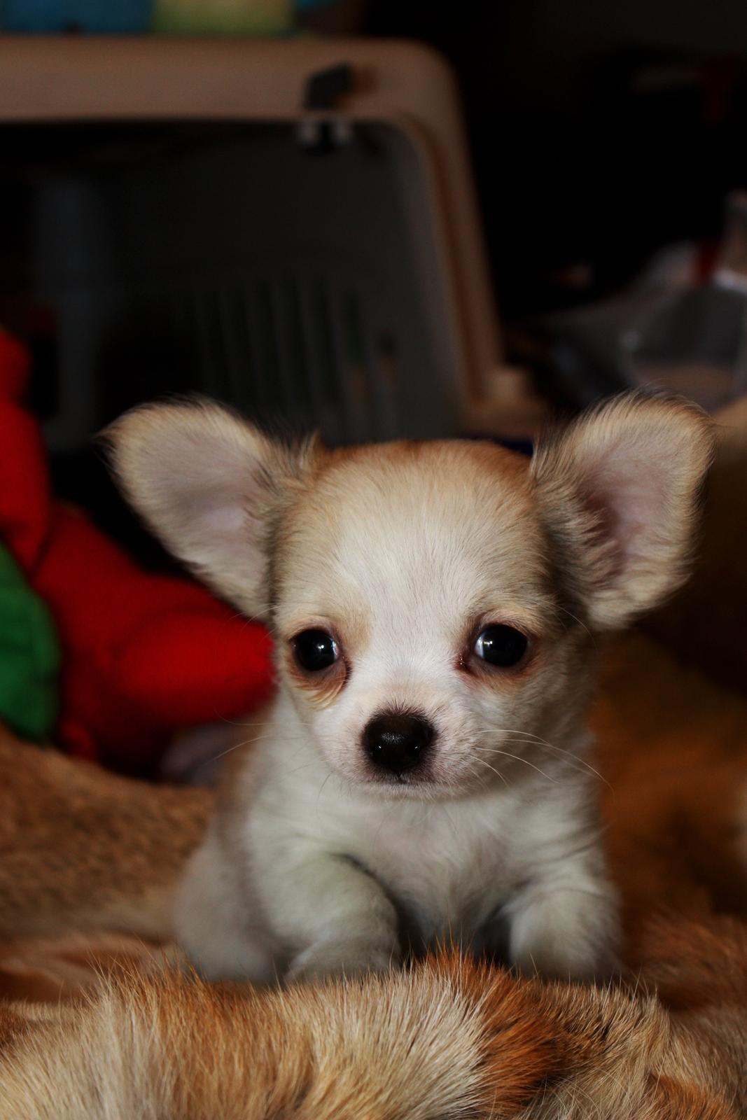 Chihuahua Zippo billede 12