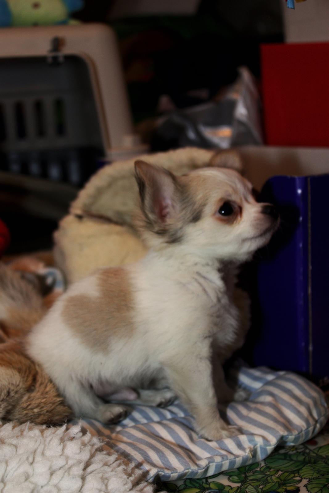 Chihuahua Zippo billede 14