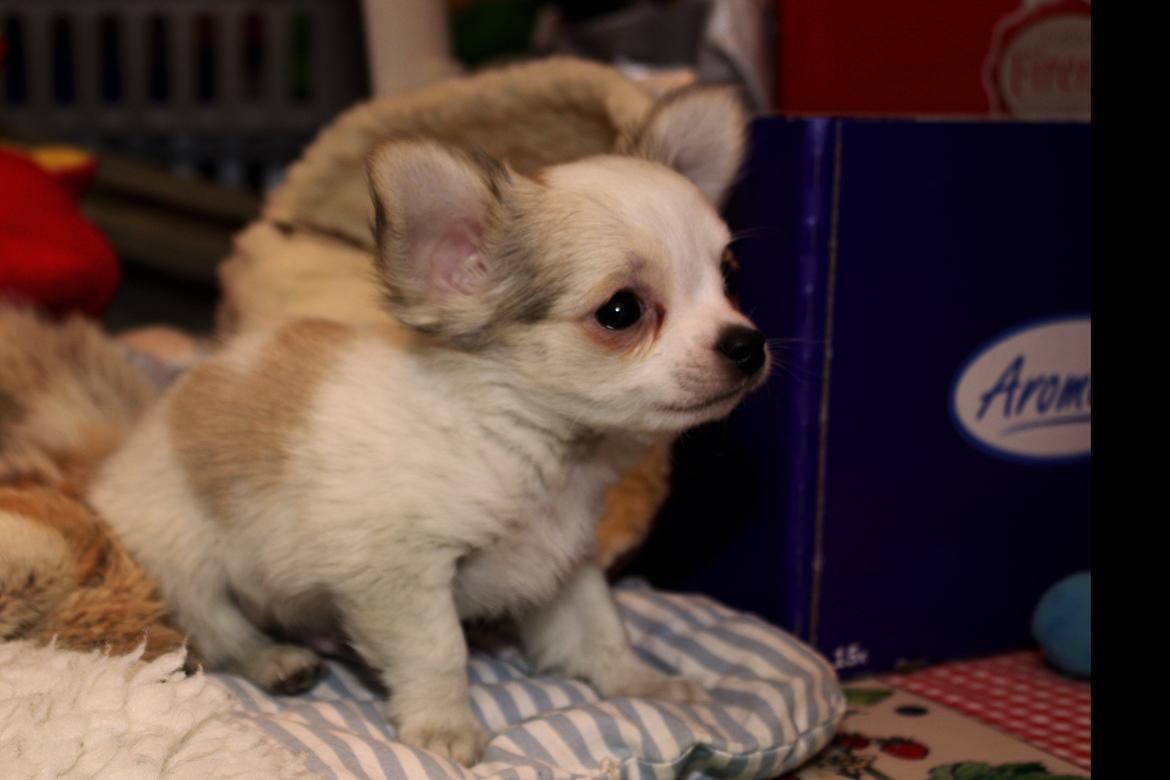 Chihuahua Zippo billede 13