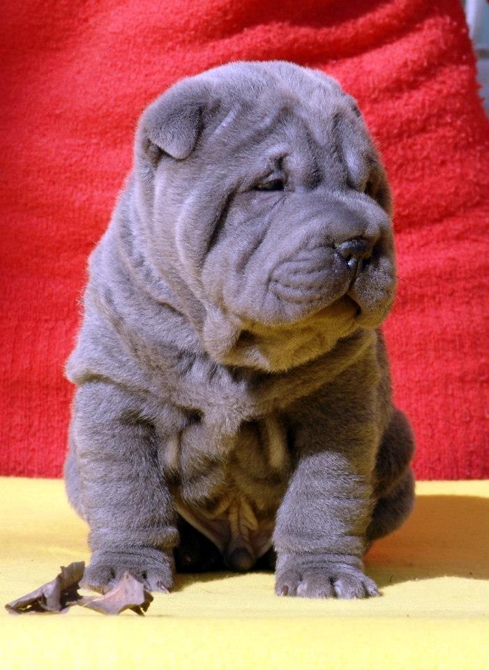 Shar pei Bertram - nu er jeg 5,5 uger billede 7