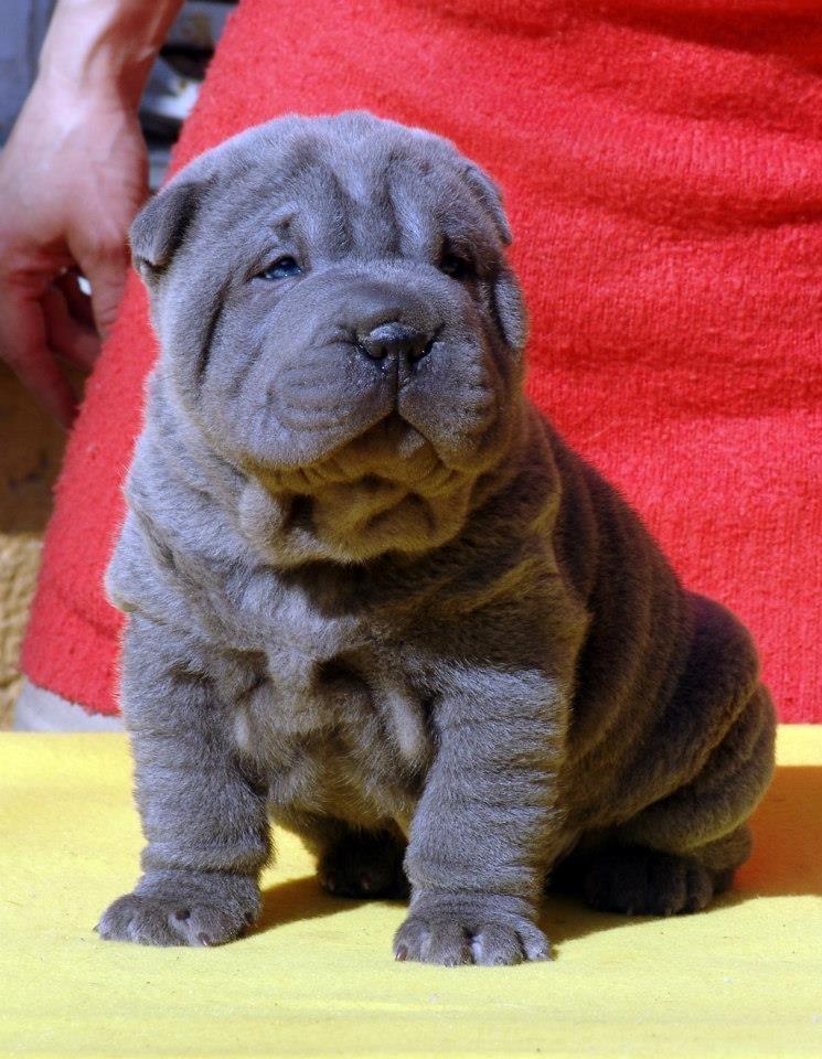 Shar pei Bertram billede 8