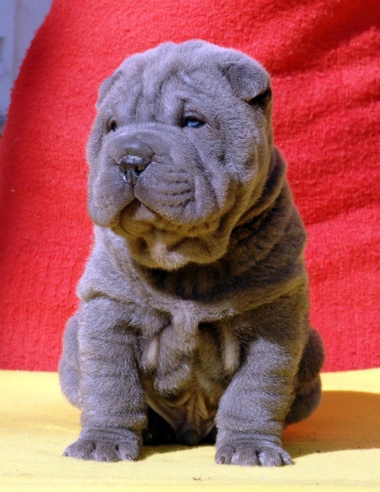 Shar pei Bertram billede 9