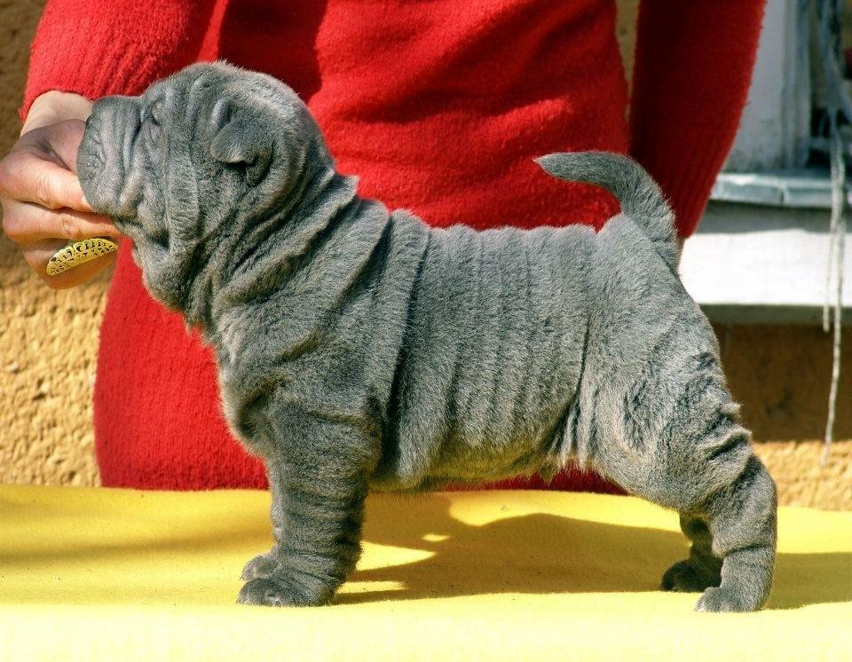 Shar pei Bertram - er meget dygtig billede 10