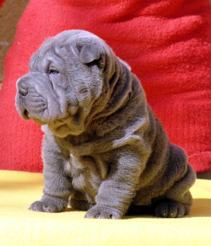 Shar pei Bertram billede 11