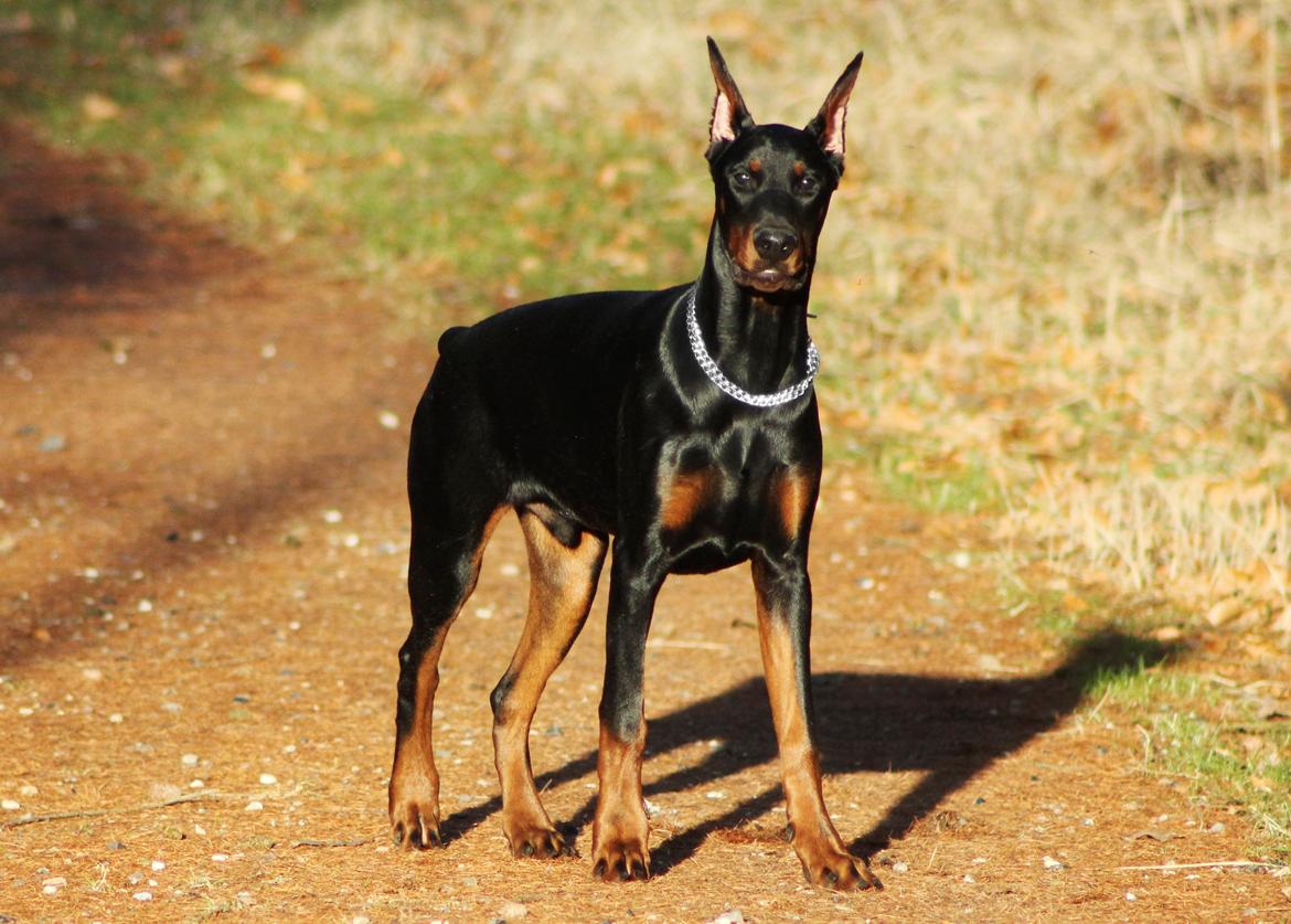 Dobermann Izrafel Napoleon Nacholious billede 5