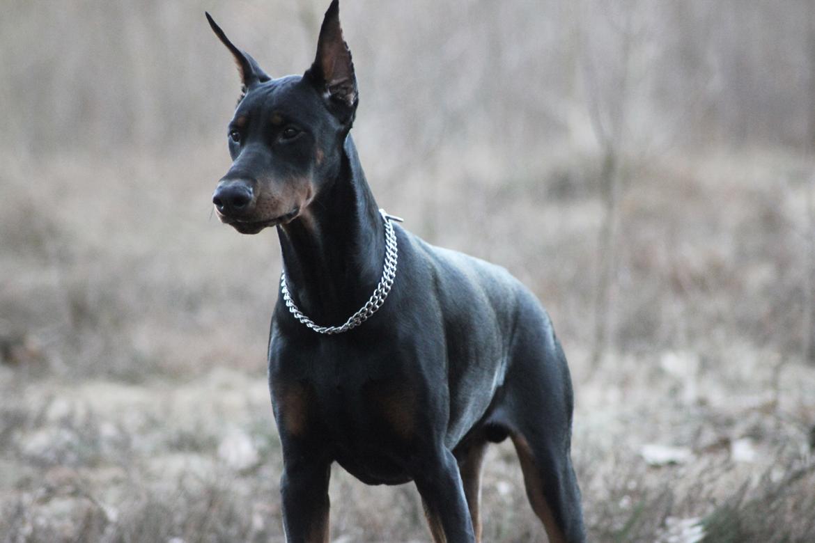 Dobermann Izrafel Napoleon Nacholious billede 4