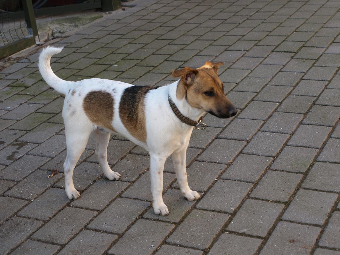 Dansk svensk gaardhund Nicki billede 2