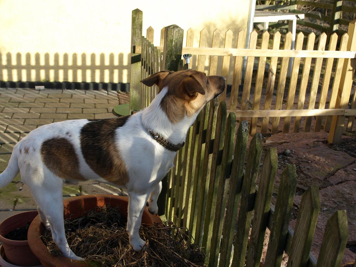 Dansk svensk gaardhund Nicki - Nicki i forårssol marts 13
7 mdr.  billede 3