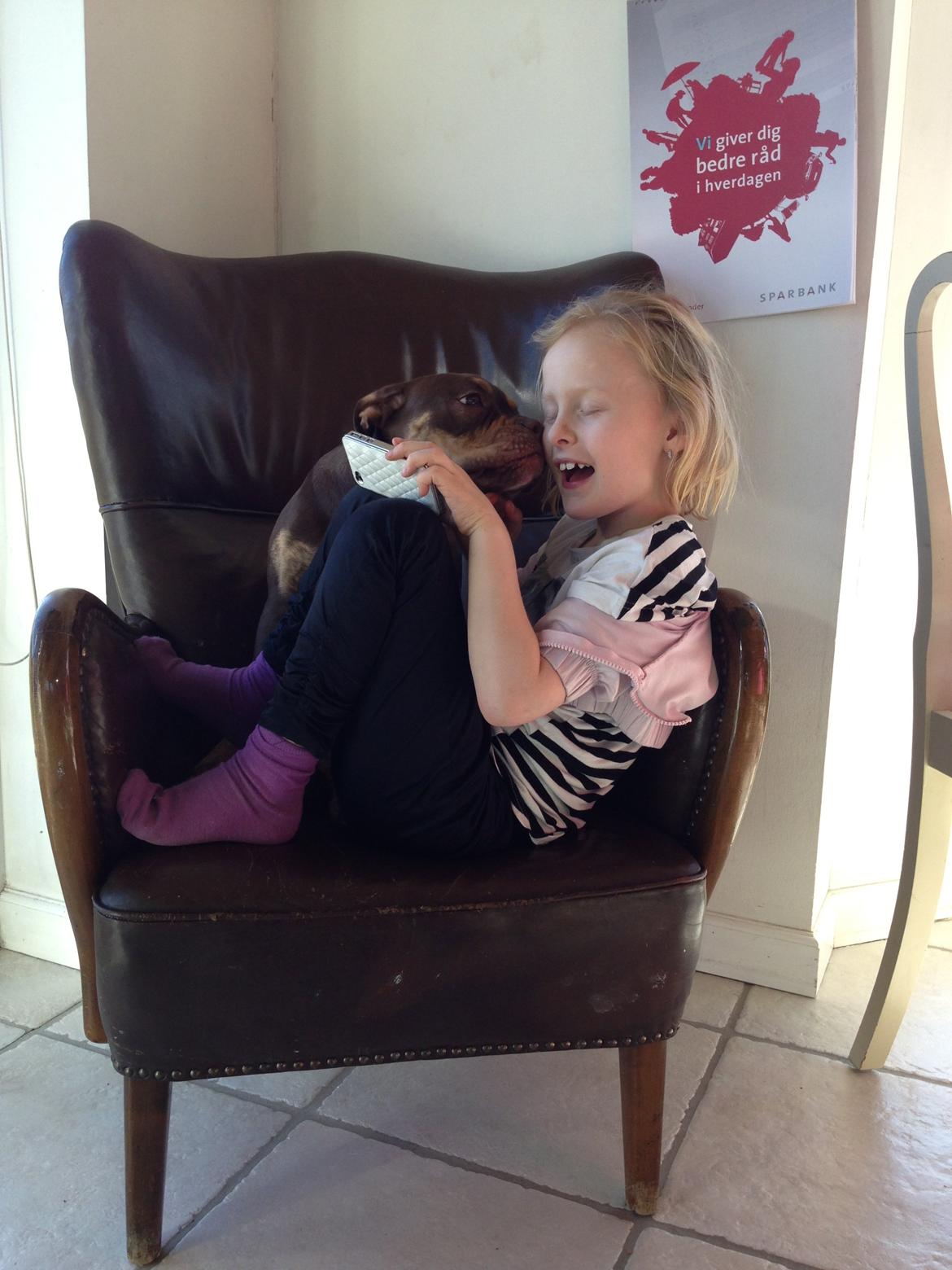 Olde english bulldogge Carlos billede 11