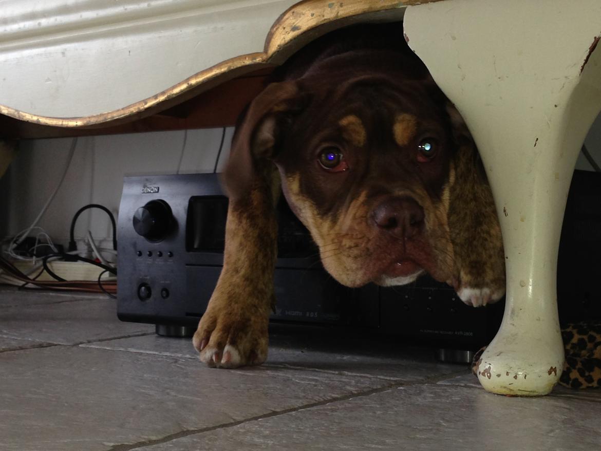 Olde english bulldogge Carlos billede 12