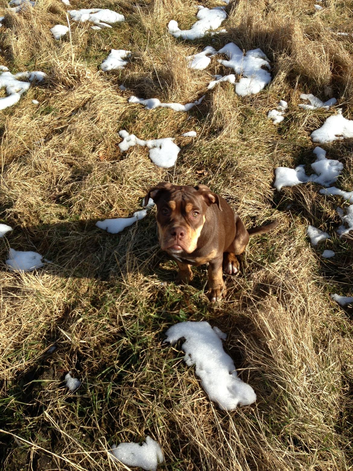 Olde english bulldogge Carlos billede 13