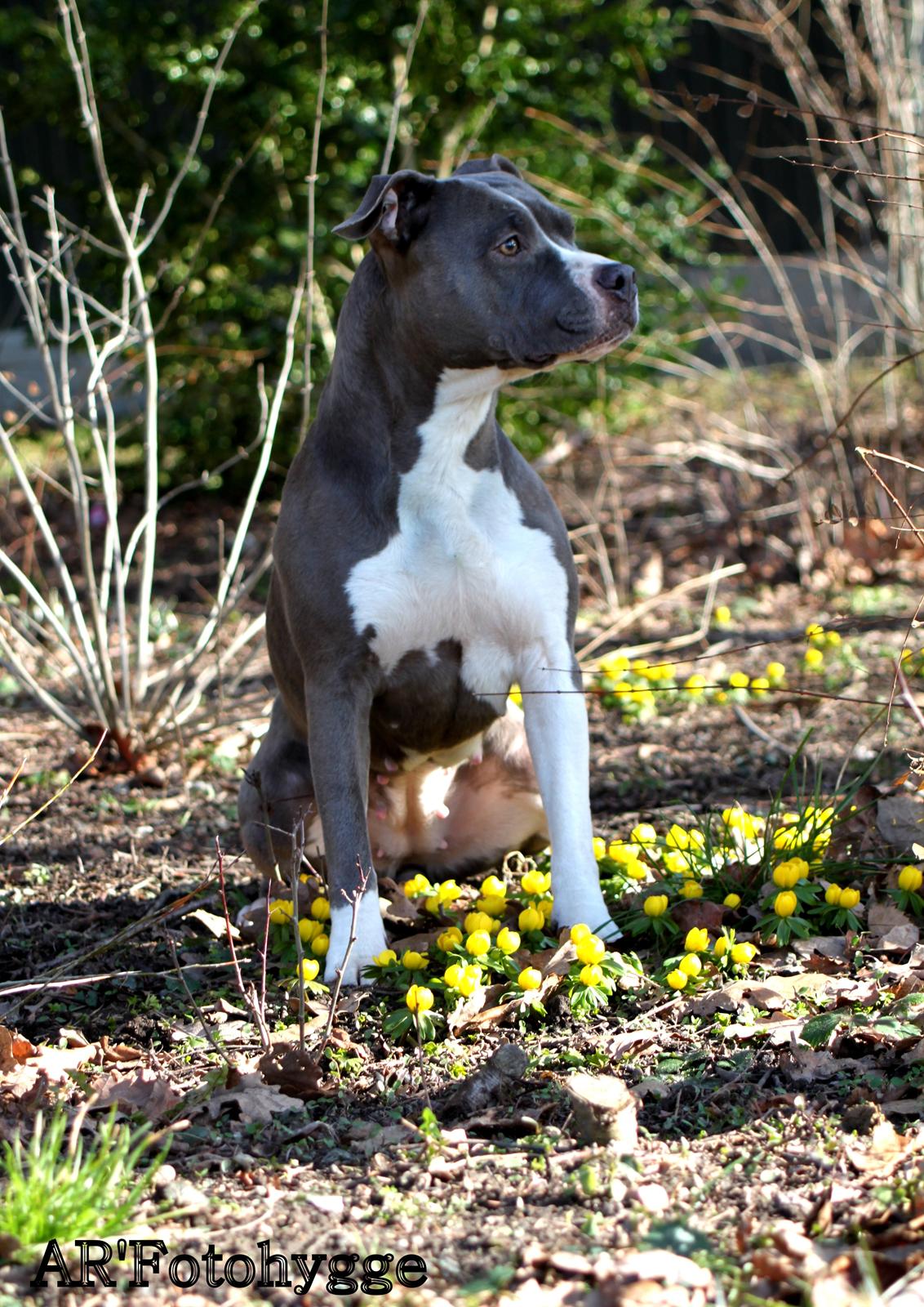 Amerikansk staffordshire terrier Lola billede 9