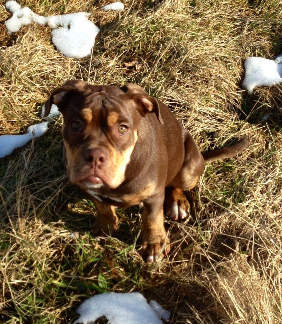 Olde english bulldogge Carlos - smukke Carlos på gåtur.. billede 3