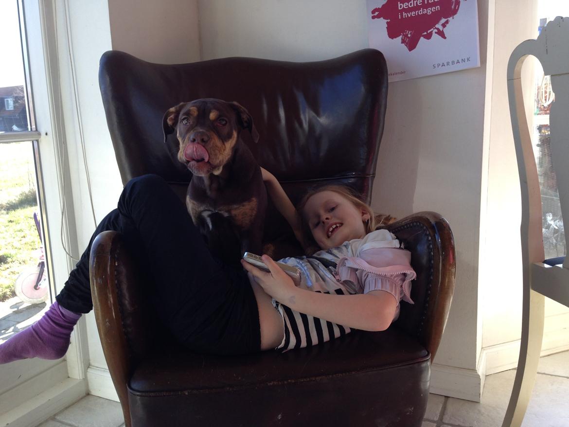 Olde english bulldogge Carlos billede 14