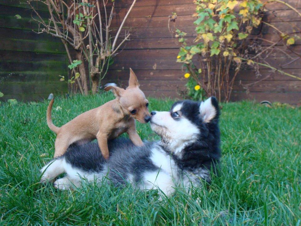 Finsk lapphund gottorps Ussi (kaldt: Bertha) billede 24