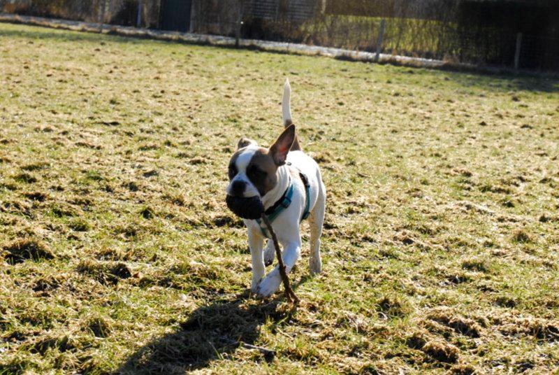 Blanding af racer Milo - Fransk Bulldog, DS gårdhund/mops - Milo 6 måneder billede 10