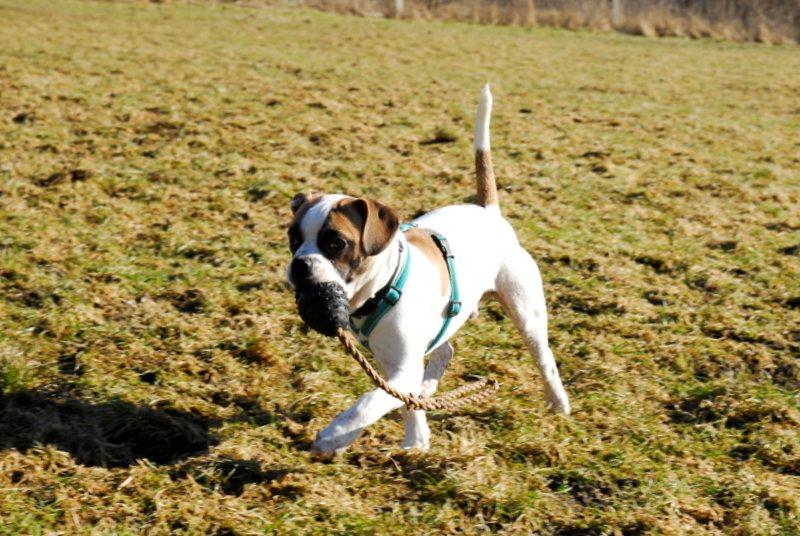 Blanding af racer Milo - Fransk Bulldog, DS gårdhund/mops - Milo 6 måneder
 billede 11