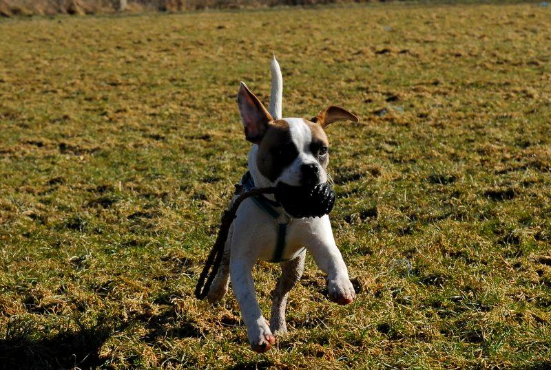 Blanding af racer Milo - Fransk Bulldog, DS gårdhund/mops - Milo 6 måneder billede 12